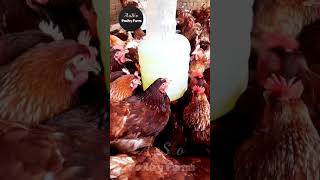 Lohmann Brown Poultry Farming  AisSko Poultry Farms [upl. by Rehpotsirhk]