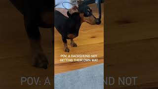 Crying for attention as per usual 😂😂 cutedachshund dachshundarts Credit 🎥 ➡️ Mini Dachshund [upl. by Attennod]