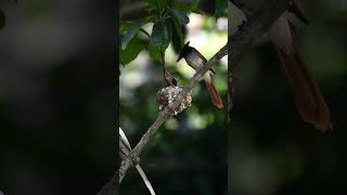 Paradise flycatchers baby feedingwildlife [upl. by Carlock]