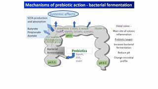 Understanding probiotics and prebiotics mechanisms that drive health benefits [upl. by Veda103]