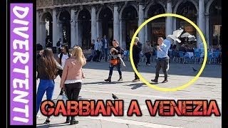 Gabbiano ruba il cibo ad un turista a Venezia [upl. by Nylac]