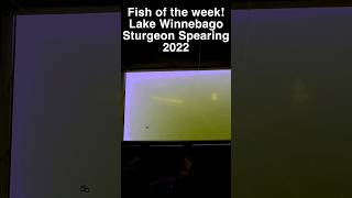 Sturgeon Spearing  Ice Fishing Fish of the week February 7 2024 sturgeonfishing spearfishing [upl. by Pallua]