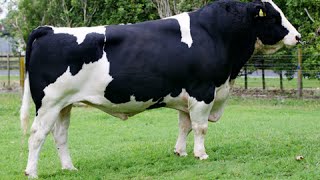 HolsteinFriesian bulls [upl. by Aprile]