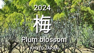 Plum blossoms in Kyoto part2 Aodani Plum Grove Plum Festival京都の梅 part2 青谷梅林 梅まつり [upl. by Nanette]