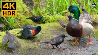 Cat TV for Cats to Watch 😺 Funny Birds Squirrels Ducks 🐿 8 Hours 4K HDR [upl. by Bortz]