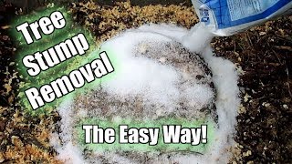 Possibly The Easiest Way To Remove A Tree Stump Using Epsom Salt Part 1 [upl. by Lrub148]