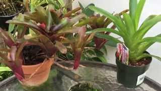 GROWING BROMELIADS FROM SEEDS HOW TO SOW BROMELIAD SEEDS [upl. by Okajima]