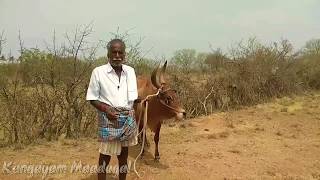 Facts of Kangayam Breed  Poondipalayam Palanisamy  Kangayam Maadugal [upl. by Lee]