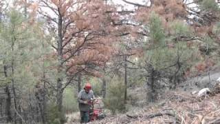 Montanatreecom Iron Horse Logging in Helena Mt [upl. by Rosenberg700]