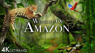 Wildlife of Amazon 4K  Animals That Call The Jungle Home  Amazon Rainforest  Relaxation Film [upl. by Seafowl]