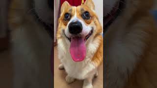 My dog ​​is really talking nonsense Corgi dog drama dog cute pet debut plan [upl. by Alderman]