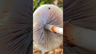 Лепиота гребенчатая Lepiota cristata short shorts [upl. by Krein]