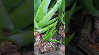 This is how I fertilize my aloe vera plants shorts [upl. by Dohsar257]