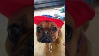 My ears can grow back dog funny puppy cute viral shorts trending frenchbulldog [upl. by Nalorac]