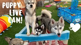 Live Puppy Cam Adorable Alaskan Klee KaiMiniature Husky Puppies [upl. by Zanahs]