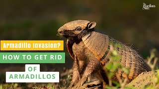 Armadillo Invasion How to Get Rid of Armadillos Effectively [upl. by Cressi]