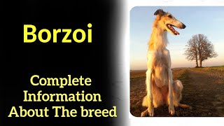 Borzoi Pros and Cons Price How to choose Facts Care History [upl. by Leroj]