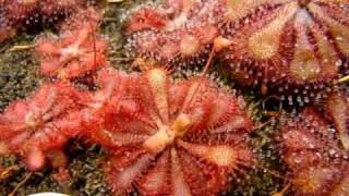 Drosera spatulata Fraser Island  Sundew Carnivorous Plant [upl. by Cissej]