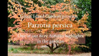 Parrotia persica Persian ironwood All you need to know about this Autumn beauty [upl. by Nipsirc]