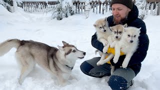 Adult Husky Teaches Tiny Puppies Snow Games [upl. by Hedwig]