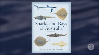 Sharks and Rays of Australia [upl. by Tiphany]