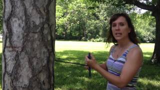 Dendrochronology How to Core a Tree [upl. by Hendel286]