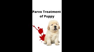 Puppy parvo at Vet clinic [upl. by Jarrid]