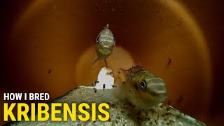 How I Bred Kribensis at Home With Cave Footage [upl. by Blakelee]