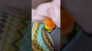 Timid curious baby Golden head keck Magic bird Curious baby Confusing behavior of parrots Parrot [upl. by Ettesus]