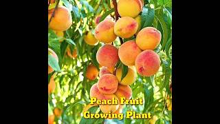 How to Growing a Peach Tree From Seed  Super Easy । How To Grow Peaches From Pit।shorts।Kapu Gamit [upl. by Sirah]