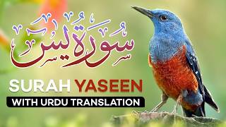 Surah Yasin  Yaseen  with Urdu Translation  Quran Tilawat Beautiful Voice  Hindi Tarjuma [upl. by Yelserp85]