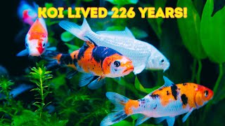 Discover the Amazing Koi Fish and Their Colors [upl. by Holtz818]