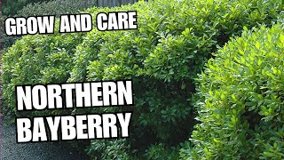 How to Grow and Care for Northern bayberry [upl. by Samara]