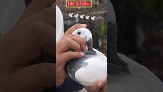 Kabootar ki aankh pigeonbazz trading bird kabutar kabootar birdspecies shorts youtube [upl. by Nennek702]