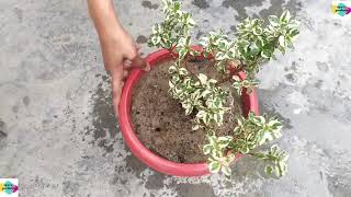 HOW TO GROW CARE MIRROR BUSH PLANTVARIEGETACOPROSMA REPENS नर्सरी से लेकर कपरोस्मा को कैसे लगाएं [upl. by Hsemin]