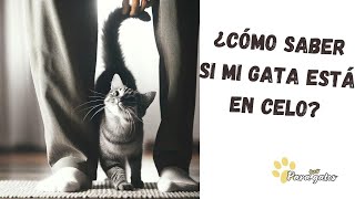 😺LAS GATAS EN CELO 👉 ¿CÓMO SABER SI MI GATA ESTÁ EN CELO ➡️ TODO LO QUE DEBES SABER [upl. by Nanerb]