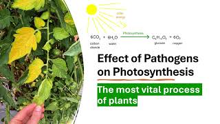 How plant pathogens affect the process of photosynthesis [upl. by Schweiker509]