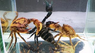 Emperor Scorpion vs 2 Crabs Underwater [upl. by Marfe]