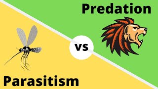 Difference between Predation and Parasitism [upl. by Fortier532]