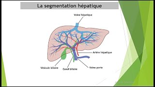 Comment interpréter un scanner abdominal segmentation hépatique [upl. by Mignon]