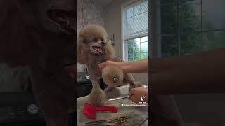 Poodle Grooming with LaFursion [upl. by Ezarras]