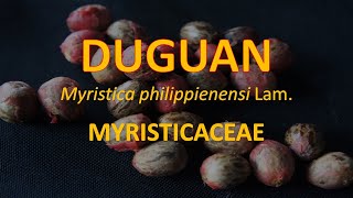 Duguan Myristica philippinensis  Myristicaceae  Philippine Native Trees [upl. by Eziechiele]