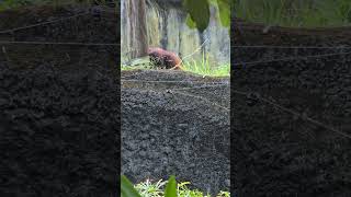 紅毛猩猩Bornean OrangutanTaipei Zoo [upl. by Milman]