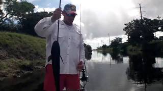 Snakehead Roundup Tournament South Florida [upl. by Einnaf]