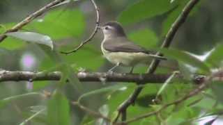 Warbling Vireo [upl. by Akoyn]