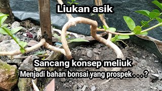 Bahan bonsai Sancang konsep meliuk membentuk bahan bonsai yang prospek [upl. by Theo]