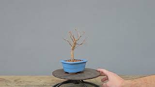 Bonsai Acer Kaede 3 Anos [upl. by Ruon]