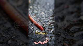 Worms in the Wild Natures Most Unlikely Superheroes [upl. by Chernow574]