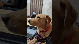 attention seeker coco asmr labrador labradorretriever lifeofcoco petlove petsworld asmrsounds [upl. by Anneliese407]