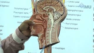 Anatomy of Pharynx and oesophagus [upl. by Htebaile]